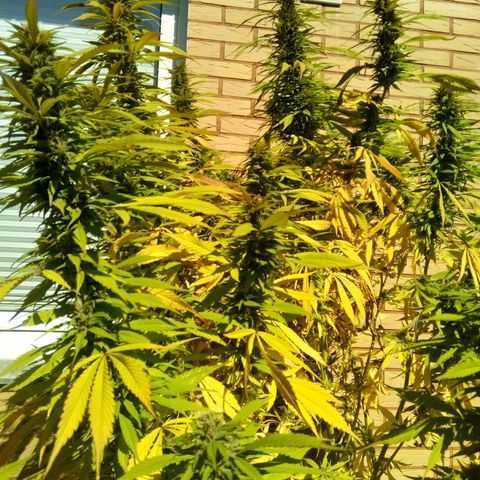 Tropicana Cookies FF growlog timeline photo