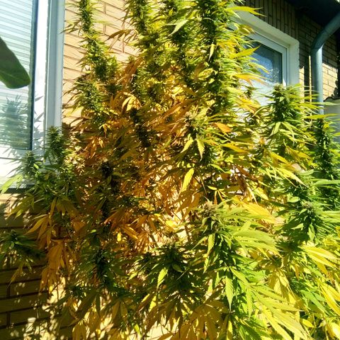 Tropicana Cookies FF growlog timeline photo