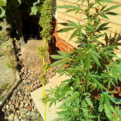 Tropicana Cookies FF growlog photo: Diese Woche ist ein Zweig abgebrochen. Hier als Beispiel neben meiner Forbidden Runtz und einmal bei der Tropicana Cookies nach Wetttrim zum Vergleich angehalten.