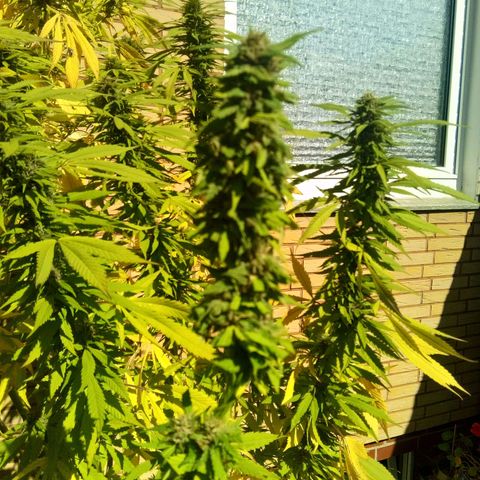 Tropicana Cookies FF growlog photo: Diese Woche ist ein Zweig abgebrochen. Hier als Beispiel neben meiner Forbidden Runtz und einmal bei der Tropicana Cookies nach Wetttrim zum Vergleich angehalten.