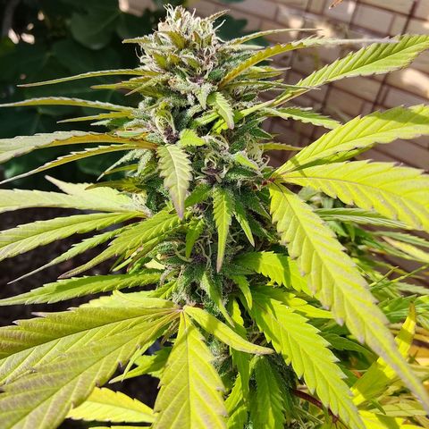 Tropicana Cookies FF growlog timeline photo