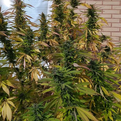 Tropicana Cookies FF growlog timeline photo