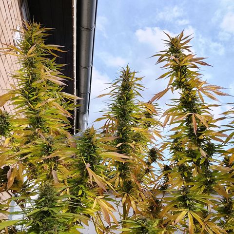 Tropicana Cookies FF growlog timeline photo