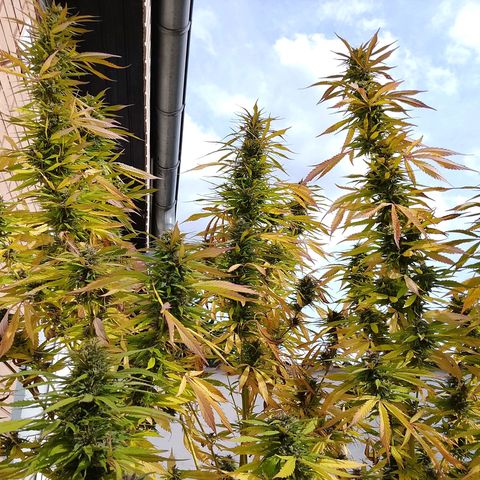 Tropicana Cookies FF growlog timeline photo