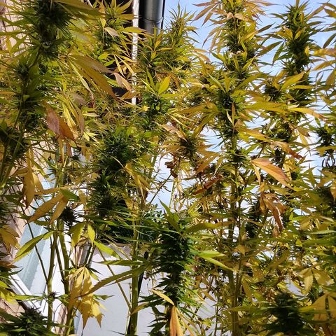 Tropicana Cookies FF growlog timeline photo