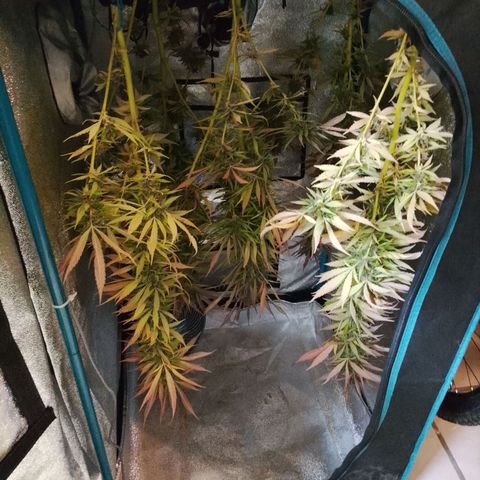 Tropicana Cookies FF growlog photo: Trockenzelt und Geräteschuppen