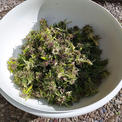 Tropicana Cookies FF growlog photo: Trockenzelt und Geräteschuppen