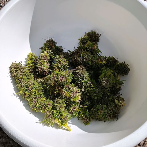 Tropicana Cookies FF growlog photo: Trockenzelt und Geräteschuppen