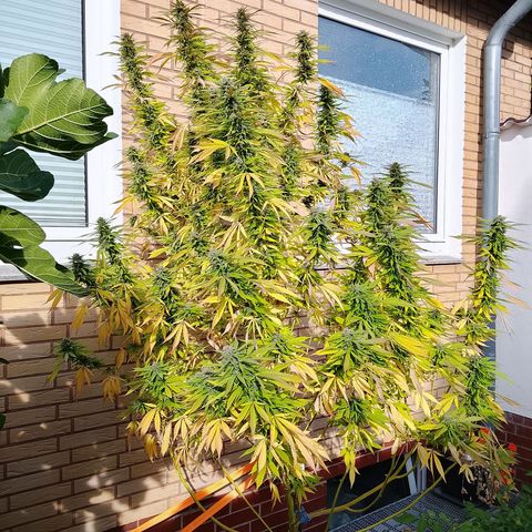 Tropicana Cookies FF growlog timeline photo