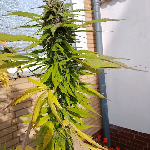 Tropicana Cookies FF growlog timeline photo