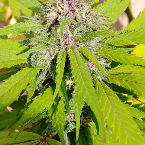 Tropicana Cookies FF growlog timeline photo
