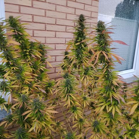 Tropicana Cookies FF growlog timeline photo