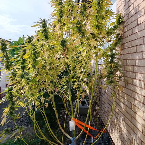 Tropicana Cookies FF growlog timeline photo
