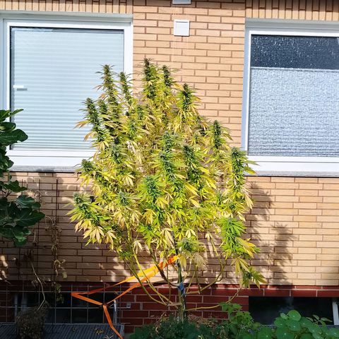 Tropicana Cookies FF growlog timeline photo