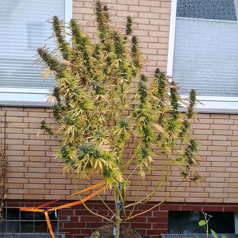 Tropicana Cookies FF growlog timeline photo