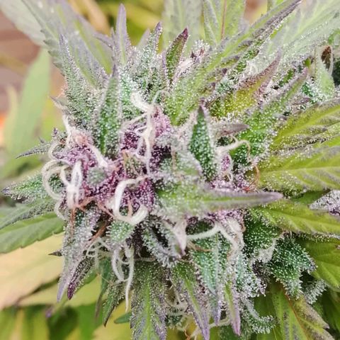 Tropicana Cookies FF growlog timeline photo