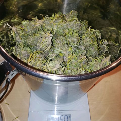 Tropicana Cookies FF growlog photo: Buds aus dem Trockenzelt
