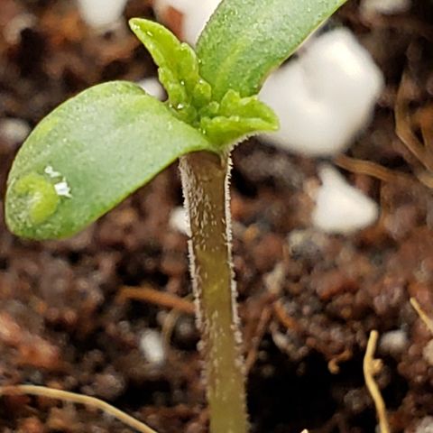GOG growlog photo: Baby GOG. 
