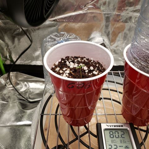 GOG growlog photo: Baby GOG. 