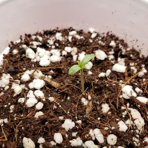 GOG growlog photo: Baby GOG. 