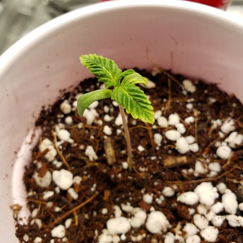 GOG growlog timeline photo