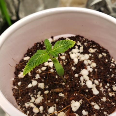GOG growlog timeline photo