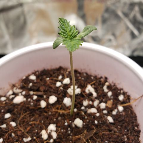 Blueberry growlog timeline photo