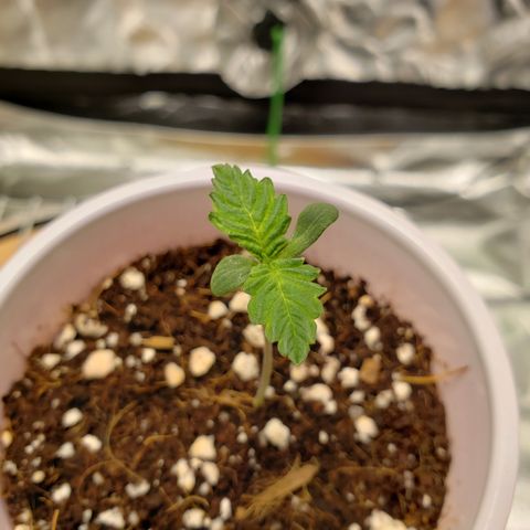 Blueberry growlog timeline photo