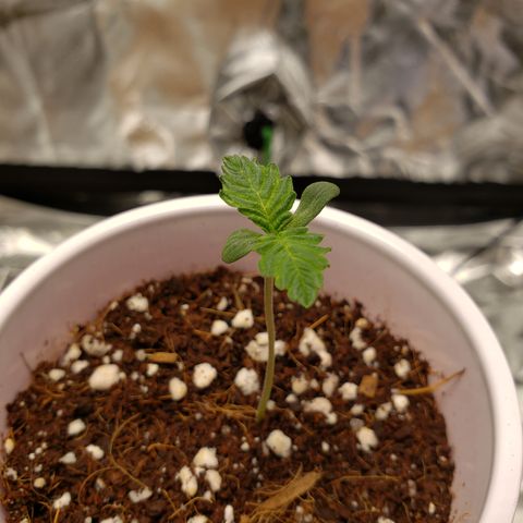 Blueberry growlog timeline photo