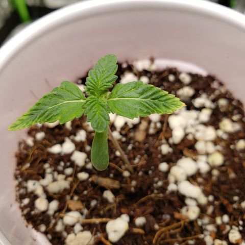 GOG growlog timeline photo