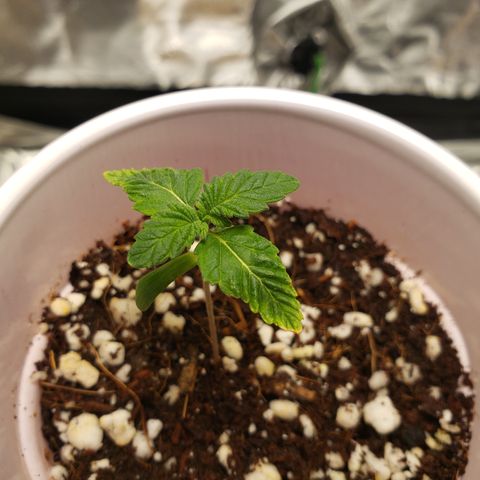 GOG growlog photo: Unknown burn. 