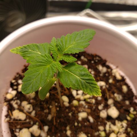 GOG growlog timeline photo