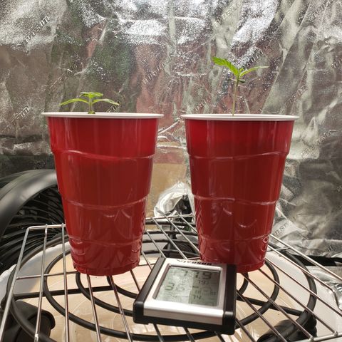 GOG growlog timeline photo