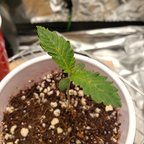 Blueberry growlog timeline photo