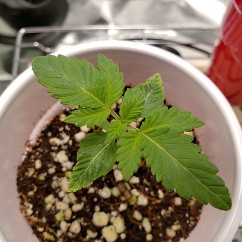 GOG growlog timeline photo