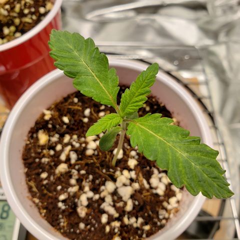 Blueberry growlog timeline photo