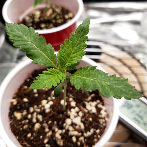 Blueberry growlog timeline photo