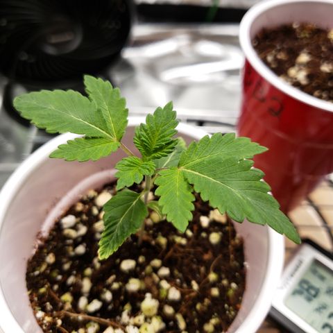 GOG growlog timeline photo