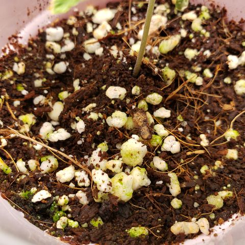 GOG growlog photo: Algae from watering too much.  