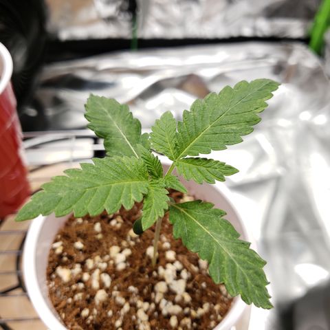 Blueberry growlog timeline photo