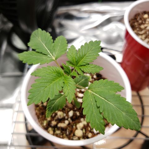 GOG growlog timeline photo