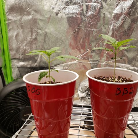 GOG growlog timeline photo