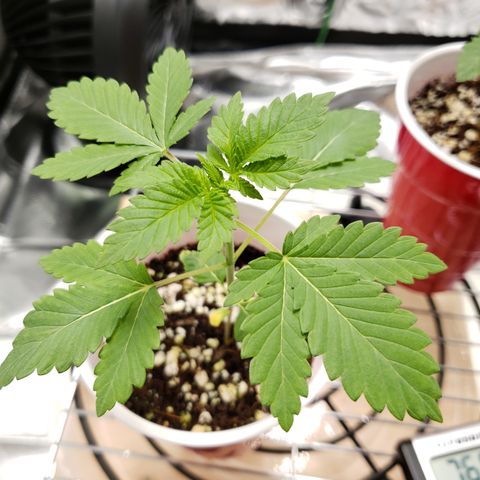 GOG growlog timeline photo