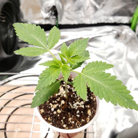 Blueberry growlog timeline photo
