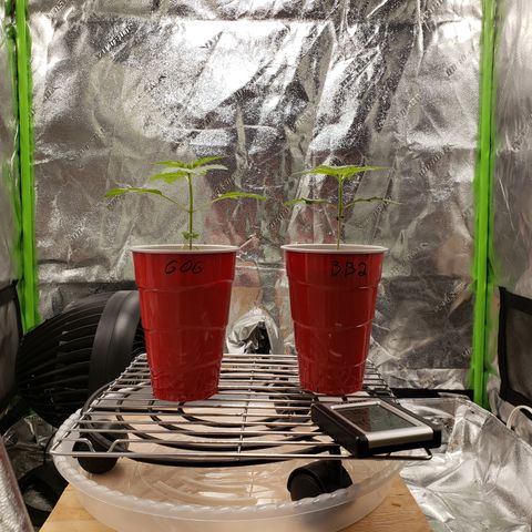 GOG growlog timeline photo