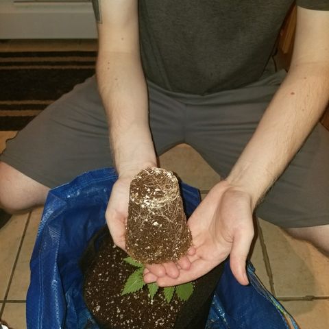 Blueberry growlog timeline photo