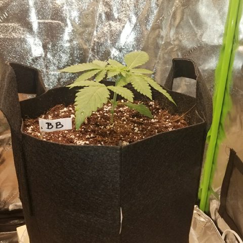 Blueberry growlog timeline photo