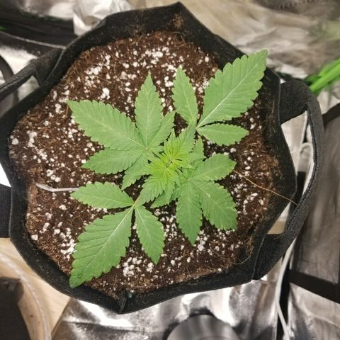 Blueberry growlog timeline photo