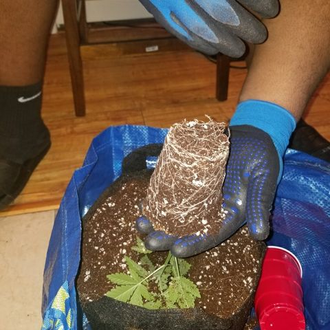 GOG growlog timeline photo