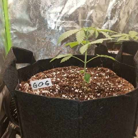 GOG growlog timeline photo